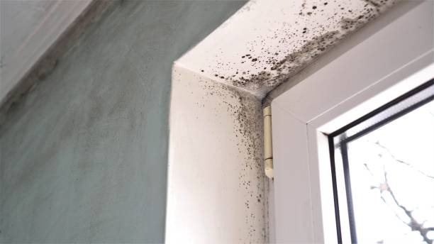 Best Local Mold Removal Service  in St Joseph, IL