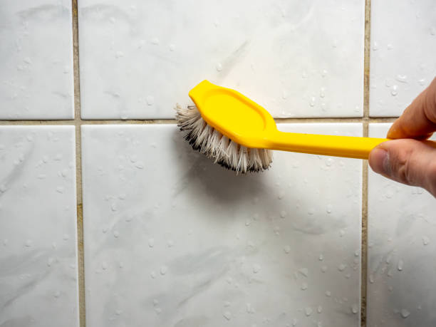 Best Best Mold Removal Companies  in St Joseph, IL