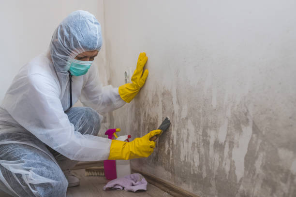 Best Black Mold Removal  in St Joseph, IL