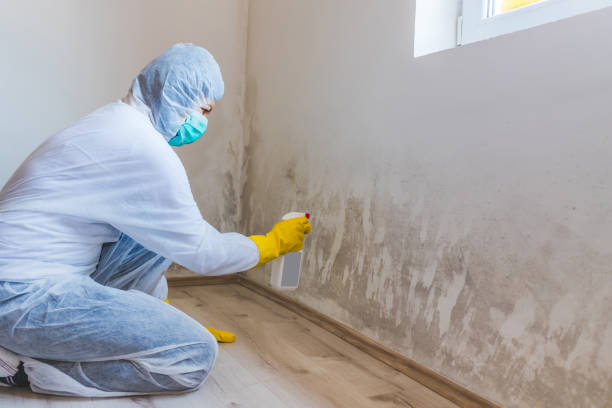 Certified Mold Removal in St Joseph, IL