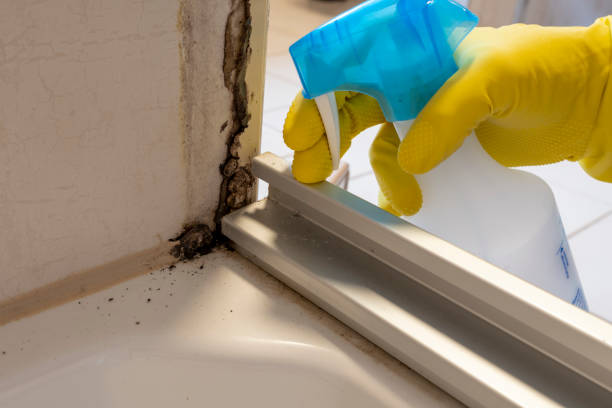 Best Black Mold Removal  in St Joseph, IL