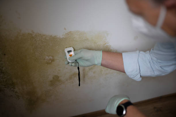 Best Mold Testing  in St Joseph, IL