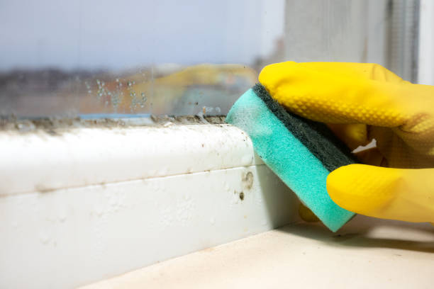 Best Toxic Mold Removal  in St Joseph, IL