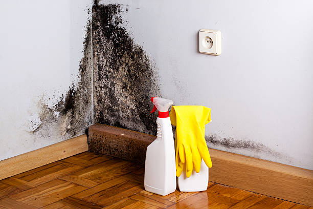 Best Mold Removal Specialists  in St Joseph, IL