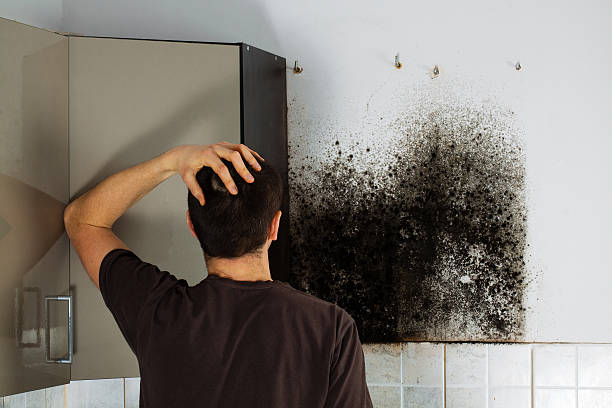 Best Mold Cleaning Services  in St Joseph, IL