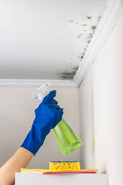 Best Fast Mold Removal  in St Joseph, IL