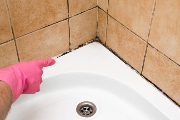 Best Mold Removal Company Near Me  in St Joseph, IL