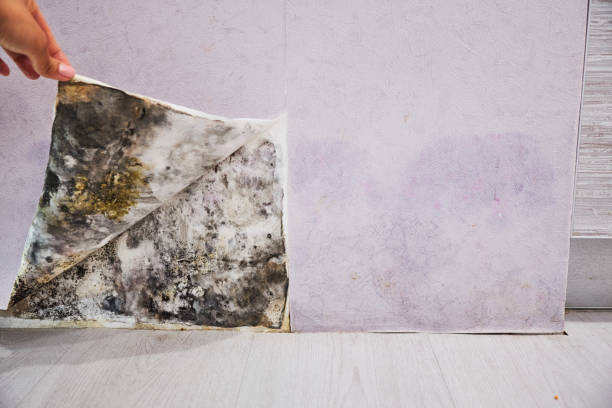 Best Residential Mold Removal  in St Joseph, IL
